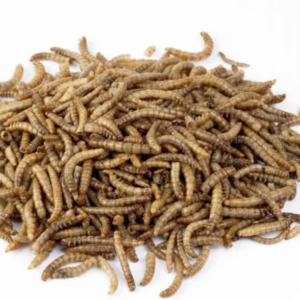 100% Dried Mealworms